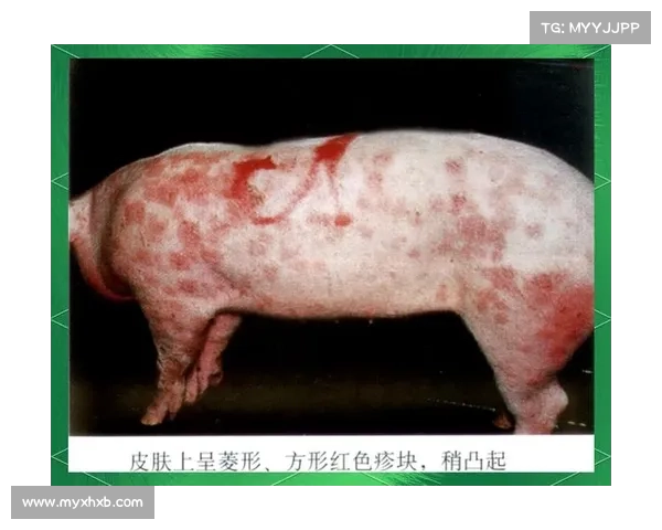 猪皮肤真菌传染病的最佳治疗方法 猪皮肤真菌传染病的最佳治疗方法
